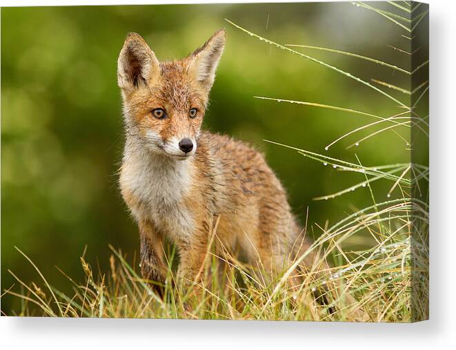 Red Fox Canvas Print featuring the photograph The Wet Fox Kit by Roeselien Raimond