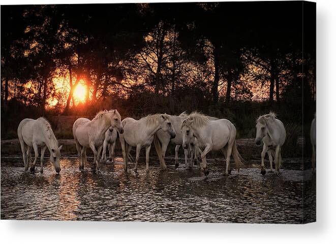 Herd Canvas Print featuring the photograph the White Herd by Wade Aiken