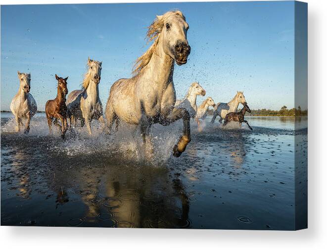 Horses Canvas Print featuring the photograph The White Horses of the Camargue by Mike Walker