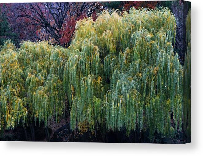 New York City Canvas Print featuring the photograph The Willows of Central Park by Lorraine Devon Wilke