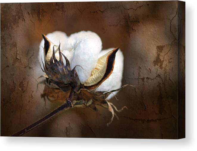 Cotton Canvas Print featuring the photograph Them Cotton Bolls by Kathy Clark