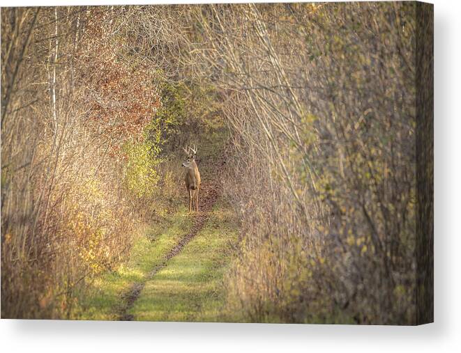 Whitetail Deer Canvas Print featuring the photograph There He Is 2015-2 by Thomas Young