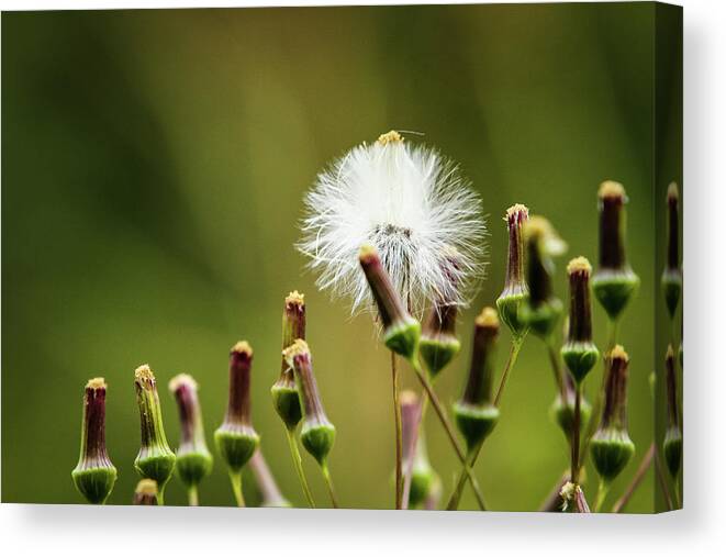 Flowers Canvas Print featuring the photograph There Is A Season by Randall Evans