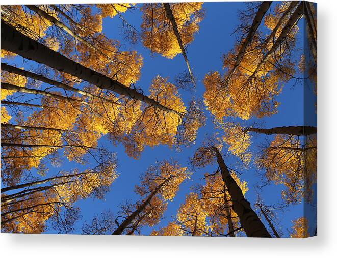 Aspen Foliage Canvas Print featuring the photograph There is Gold Above by Tammy Pool
