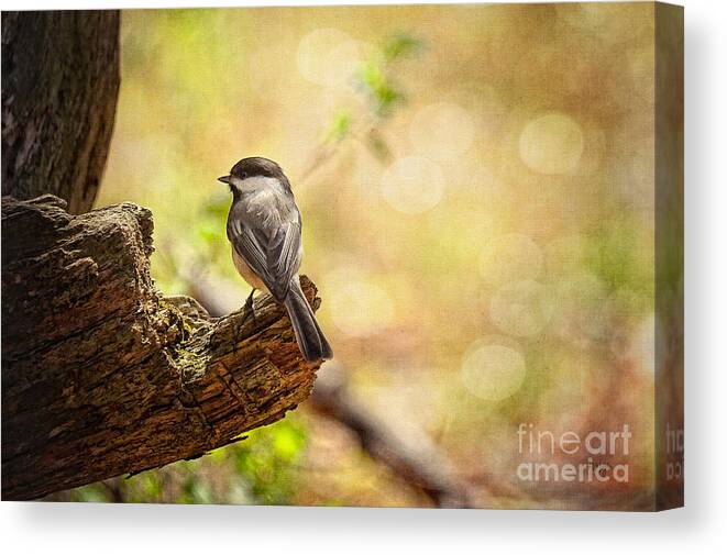 Bird Canvas Print featuring the photograph Thinking of Spring by Lois Bryan