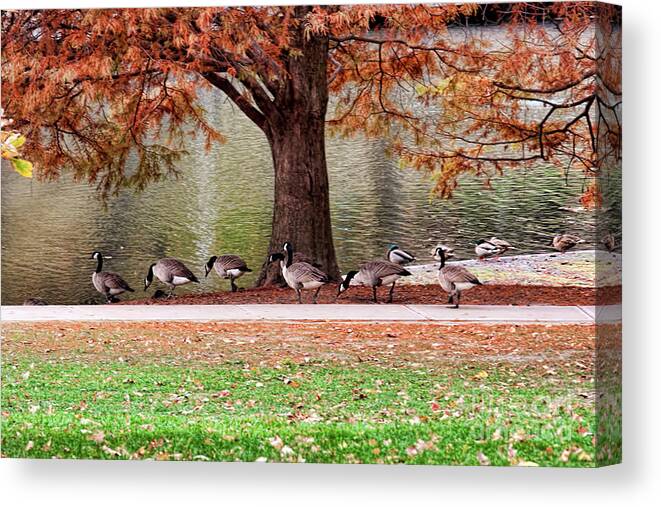 Geese Canvas Print featuring the photograph This Way Ladies by Joan Bertucci