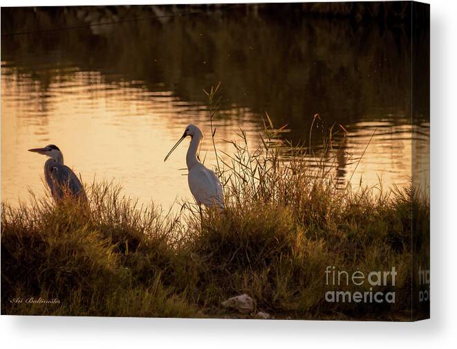 Spoonbill Canvas Print featuring the photograph Thoughts on Sunset by Arik Baltinester