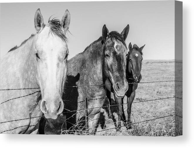 Texas Canvas Print featuring the photograph Three Amigos by SR Green