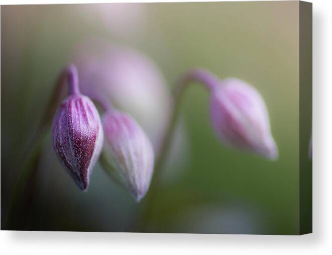 Spring Canvas Print featuring the photograph Three Buds by Peter Scott