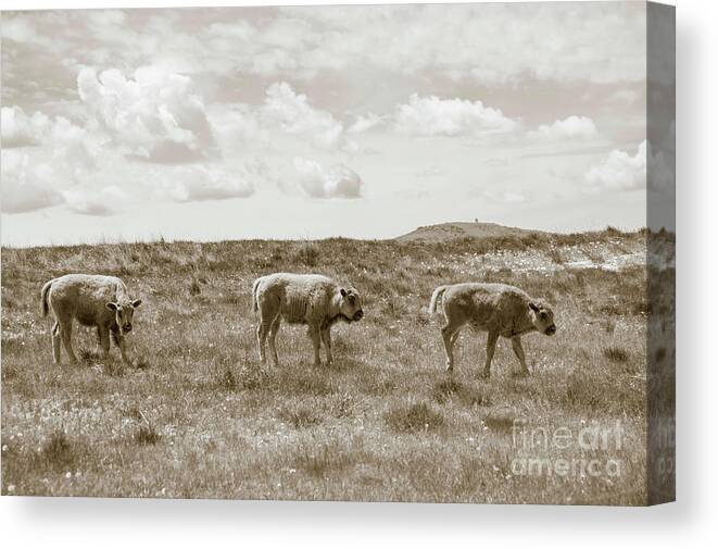 Three Buffalo Canvas Print featuring the photograph Three buffalo calves by Rebecca Margraf