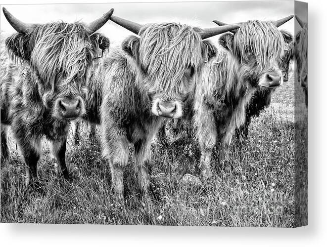 North Uist Canvas Print featuring the photograph Three calves by Janet Burdon