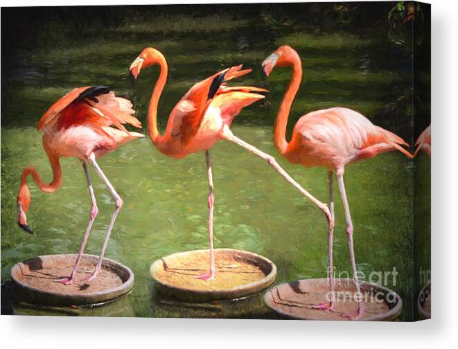 Three Canvas Print featuring the photograph Three Flamingos by Judy Wolinsky