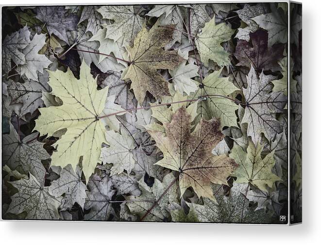 Leaves Canvas Print featuring the photograph Three Leaves by John Meader