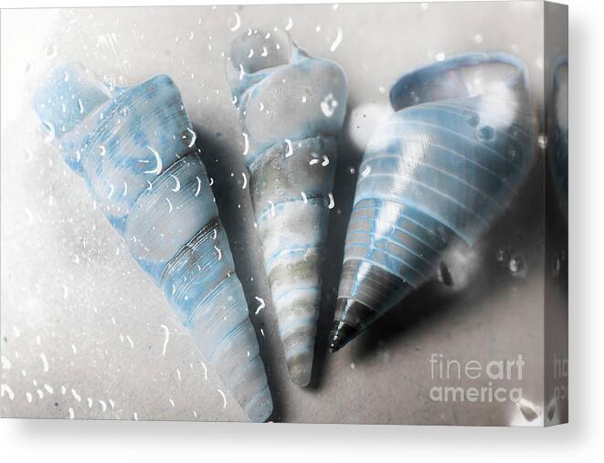 Aquatic Canvas Print featuring the photograph Three little trumpet snail shells over gray by Jorgo Photography