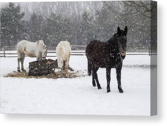 Holmdel Park Canvas Print featuring the photograph Farm Animals At Lunchtime In The Snow by Gary Slawsky