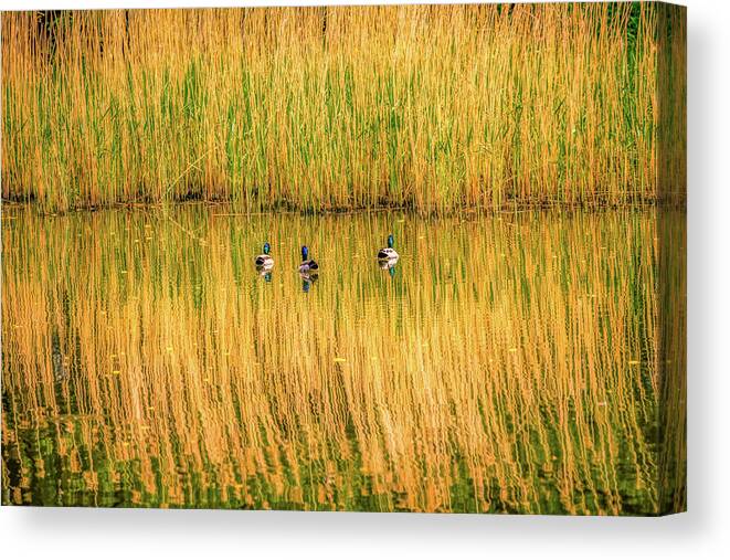 Musketeer Canvas Print featuring the photograph Three Musketeers by Leif Sohlman