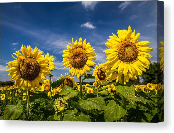 Blue Sky Canvas Print featuring the photograph Three Suns by Ron Pate