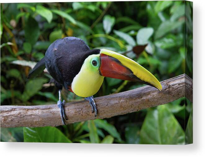 Nature Canvas Print featuring the photograph Tico Toucan by Arthur Dodd