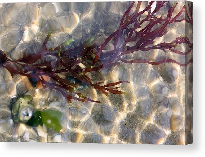 Seaweed Canvas Print featuring the photograph Tidepool Seaweed by Mary Haber