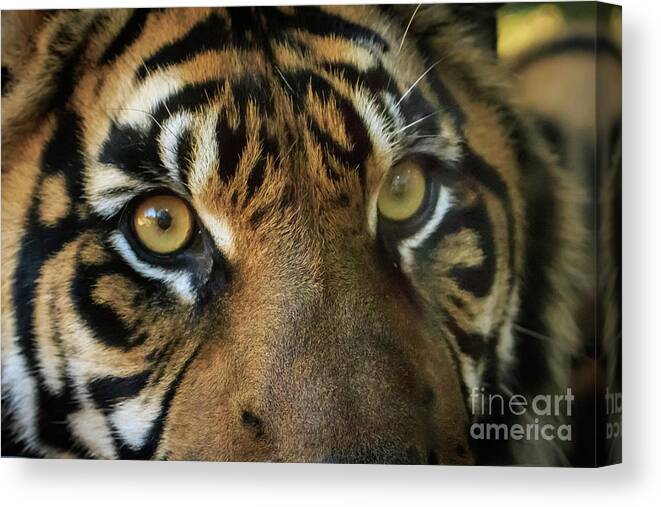 Danger Canvas Print featuring the photograph Tiger Eyes by Richard Smith