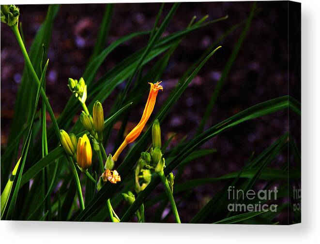 Flowers Canvas Print featuring the photograph Tiger Lilliy Bud by David Frederick