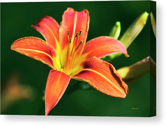 Lily Canvas Print featuring the photograph Tiger Lily by Christina Rollo