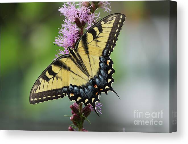20160722-a77m2-01240-original.png Canvas Print featuring the photograph Tiger Swallowtail Butterfly 01240 by Robert E Alter Reflections of Infinity