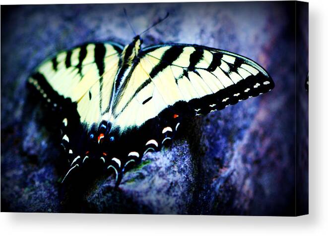 Tiger Canvas Print featuring the photograph Tiger Swallowtail by Susie Weaver