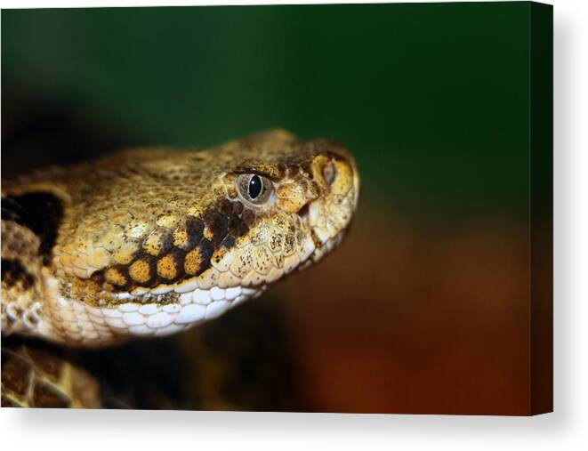 Animal Canvas Print featuring the photograph Timber Rattler Head On by Alan Look
