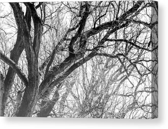 Timber Canvas Print featuring the photograph Timber Tentacles by Az Jackson