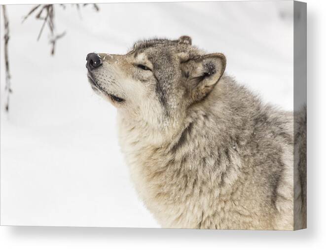 Wolf Canvas Print featuring the photograph Timber wolf in winter by Josef Pittner