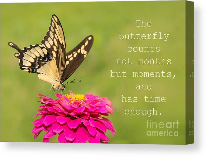 Swallowtail Canvas Print featuring the photograph Time Enough by Sari ONeal