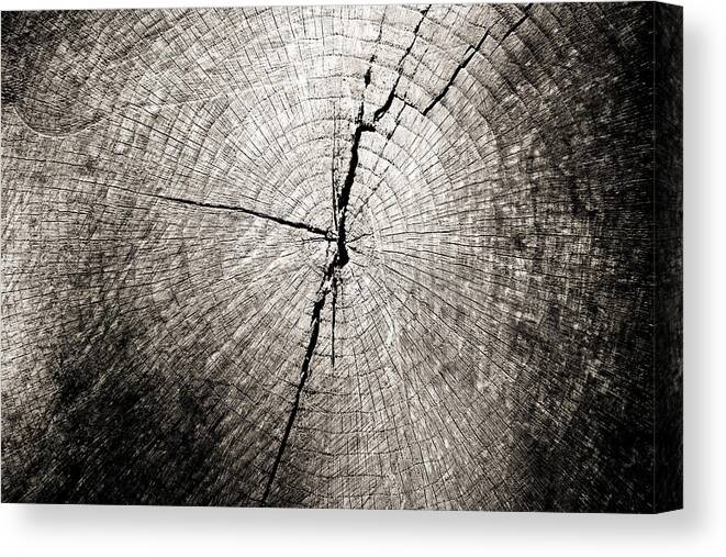 Tree Canvas Print featuring the photograph Time Passage by Colleen Kammerer