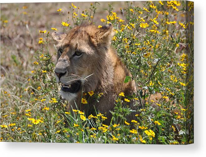 Lion Cub Canvas Print featuring the photograph Time to Eat by Joe Burns