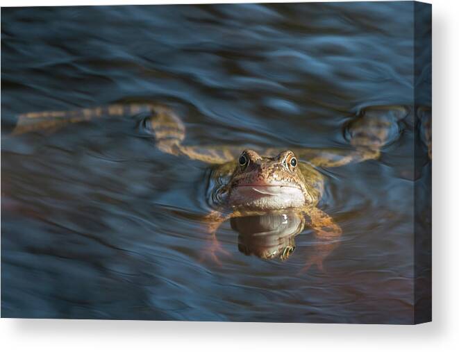 Frog Canvas Print featuring the photograph Timeout from the Annual Frog Ball by Wendy Cooper