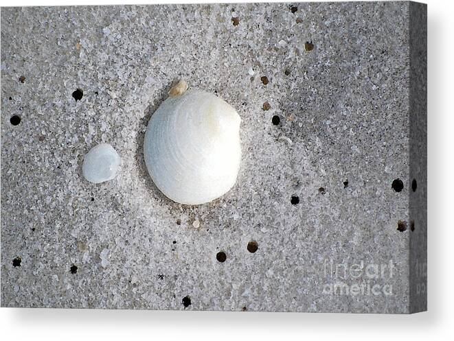 Shell Canvas Print featuring the photograph Tiny Pastel Sea Shells in Fine Wet Sand Macro Watercolor Digital Art by Shawn O'Brien