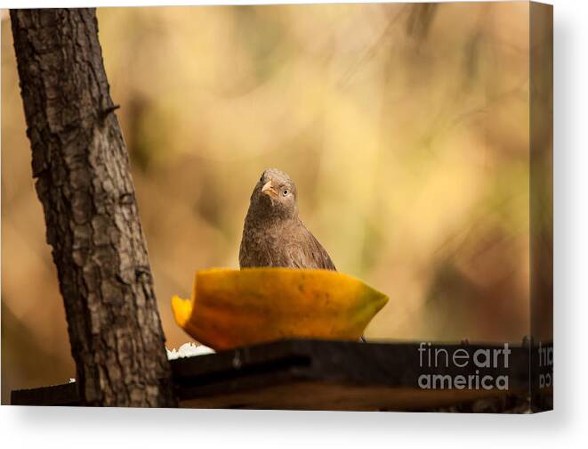 A Bird At Wilpattu National Park Canvas Print featuring the photograph To eat or not to eat by Venura Herath