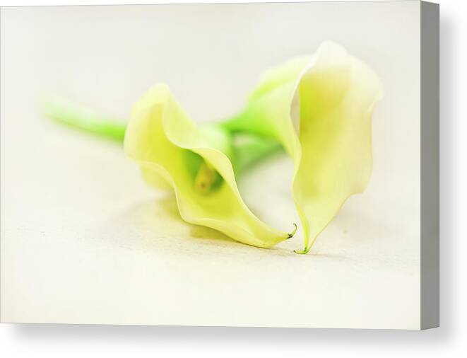 Lily Canvas Print featuring the photograph To Have And To Hold... by Evelina Kremsdorf