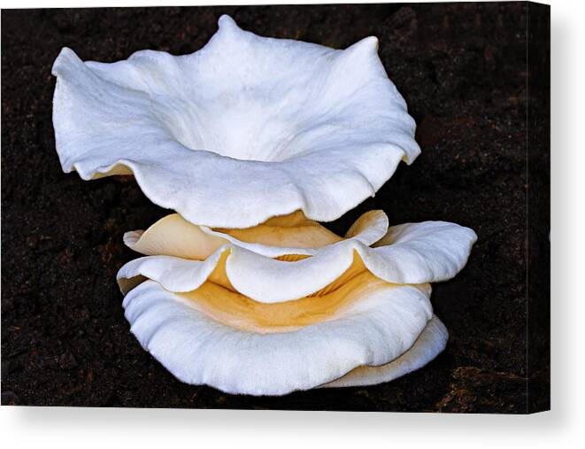 Nature Canvas Print featuring the photograph Toadstools 2-St Lucia by Chester Williams