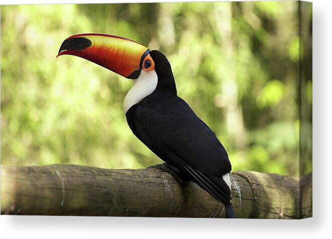 Toco Toucan Canvas Print featuring the photograph Toco toucan by Jackie Russo