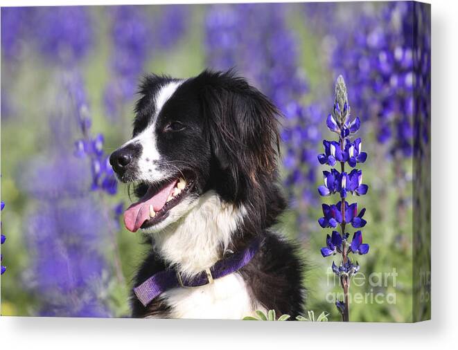 Dog Canvas Print featuring the photograph Todler With Wildflowers by Alon Meir