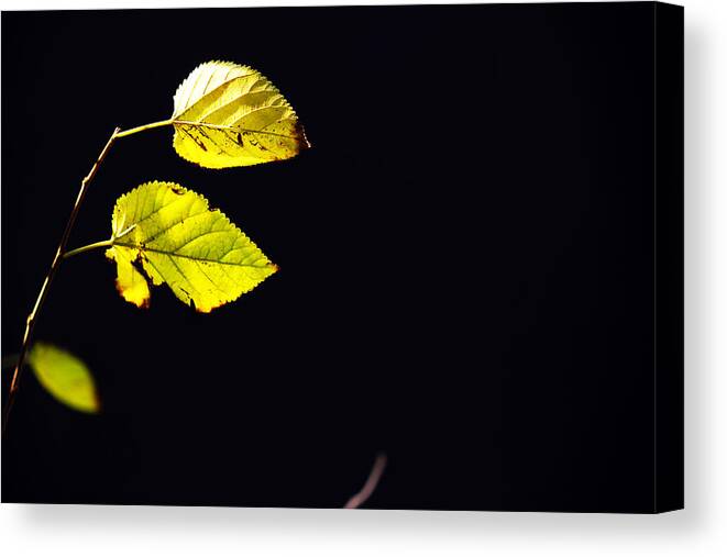 Plant Leaves Canvas Print featuring the photograph Together in Darkness by Prakash Ghai