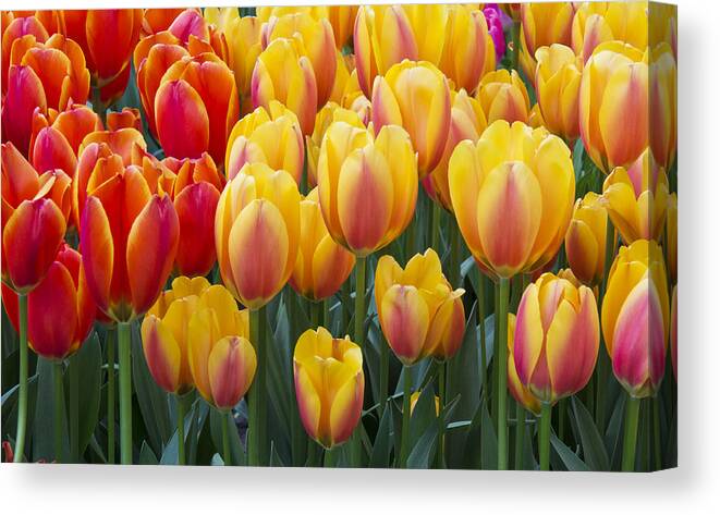 Beauty Canvas Print featuring the photograph Together We Stand by Eggers Photography