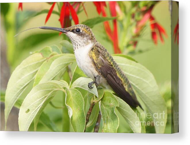 Hummingbird Canvas Print featuring the photograph Tongue n Beak Hummingbird by Robert E Alter Reflections of Infinity