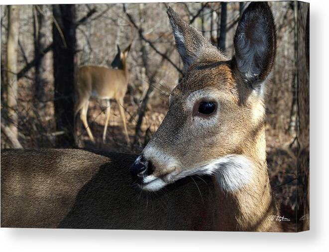 Deer Canvas Print featuring the photograph Too Cool by Bill Stephens