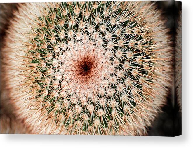 Cactus Canvas Print featuring the photograph Top of Cactus by Don Johnson
