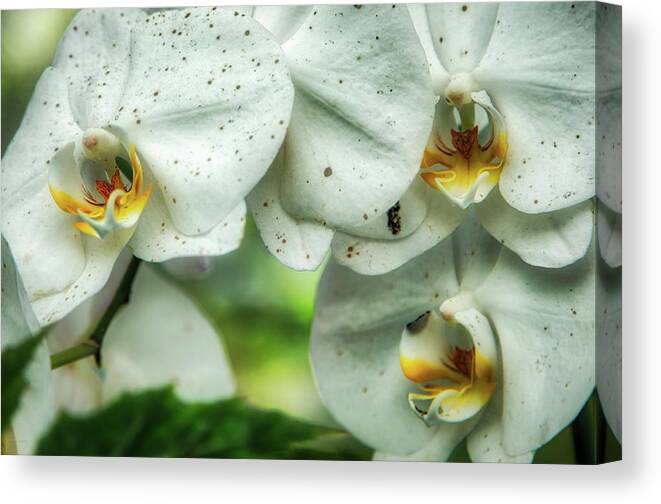 Hdr Canvas Print featuring the photograph Toronto Orchids by Ross Henton