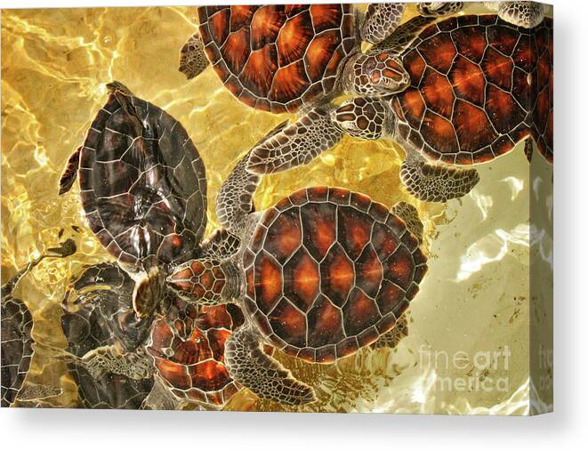 Turtle Canvas Print featuring the photograph Tortuga Babies by Kathy Strauss