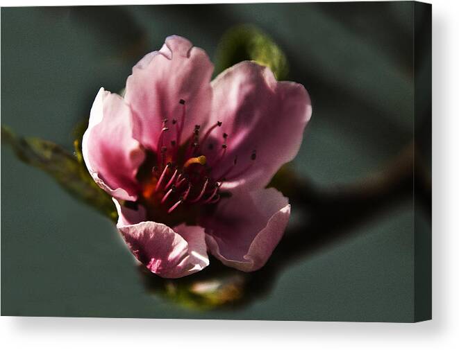 Nature Canvas Print featuring the photograph Touch of Spring by Kathleen Stephens