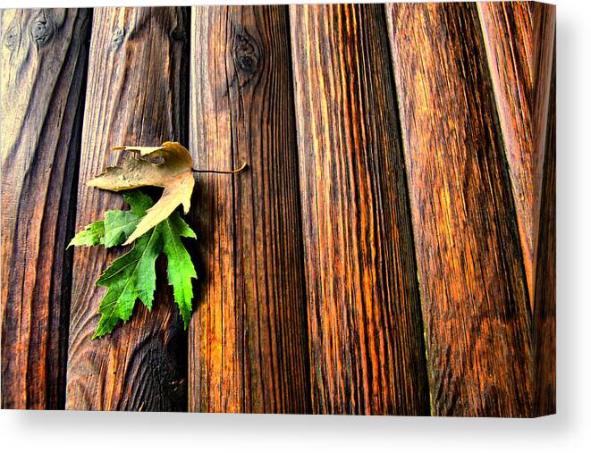 Leaf Canvas Print featuring the photograph Touching by Russell Styles